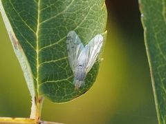 Acanthiophilus helianthi