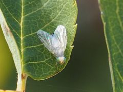 Acanthiophilus helianthi