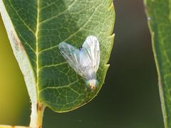 Acanthiophilus helianthi