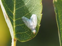 Acanthiophilus helianthi