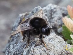 Bombus confusus