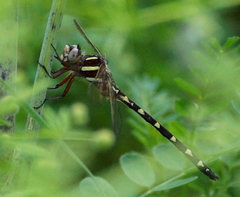 Cordulegaster bilineata