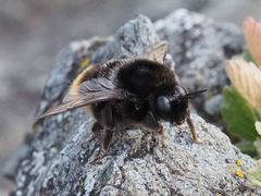 Bombus confusus