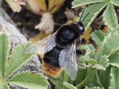 Bombus confusus