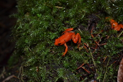 Mantella aurantiaca