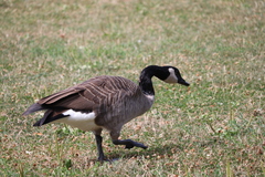 Branta canadensis