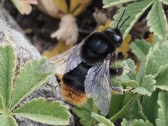 Bombus confusus
