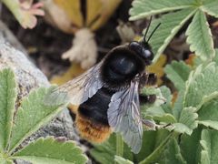 Bombus confusus