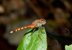 Sympetrum ambiguum