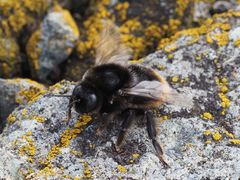 Bombus confusus
