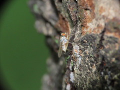 Dactylomyia lateralis