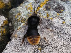 Bombus confusus