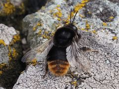 Bombus confusus