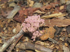 Ramaria purpureopallida