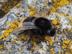 Bombus confusus