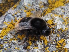 Bombus confusus
