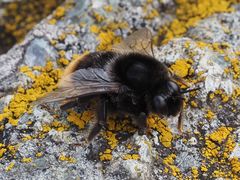 Bombus confusus