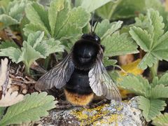 Bombus confusus