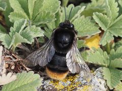 Bombus confusus