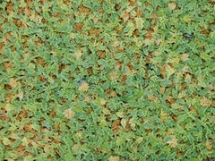 Podistera nevadensis