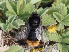 Bombus confusus
