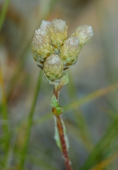 Antennaria rosea confinis