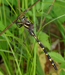 Cordulegaster bilineata