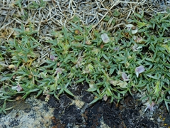 Astragalus kentrophyta danaus