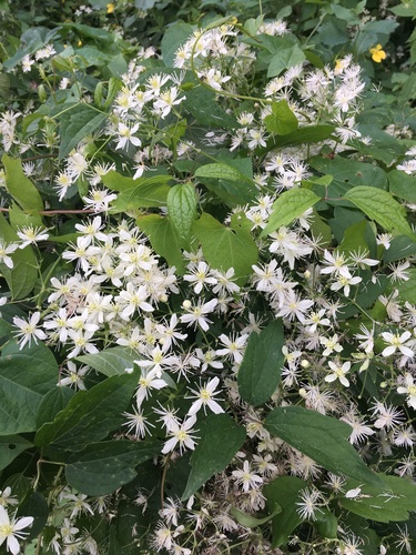 virgin's-bower photographed in New York