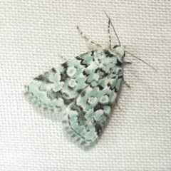 Bryolymnia viridata
