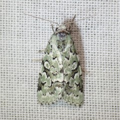 Bryolymnia viridata
