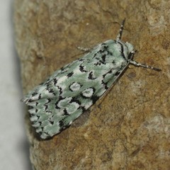 Bryolymnia viridata