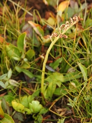 Botrychium simplex compositum