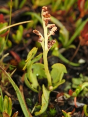 Botrychium simplex compositum