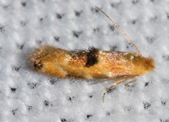 Bucculatrix coronatella