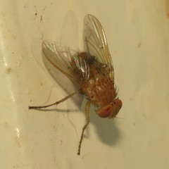 Ormia