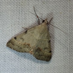 Hemeroplanis historialis