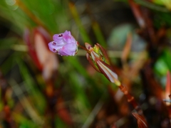 Kalmia microphylla microphylla