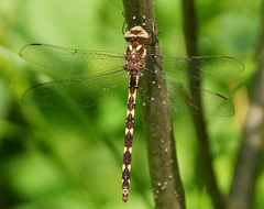 Cordulegaster bilineata