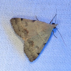 Hemeroplanis historialis