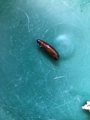 Lepidoptera