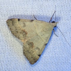 Hemeroplanis historialis