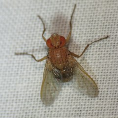 Ormia