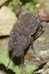 Mitua tuberculicostata