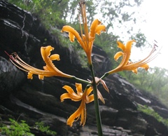 Lycoris aurea