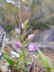 Thelymitra fragrans