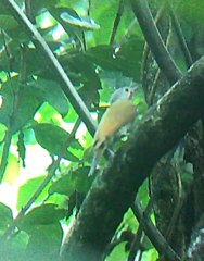 Colaptes auricularis