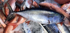 Thunnus atlanticus
