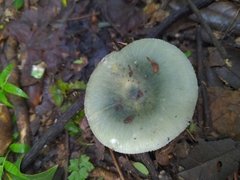Russula subgraminicolor