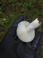 Russula subgraminicolor